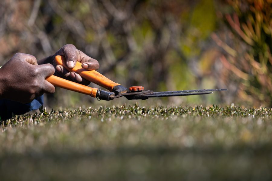 Gloved hands trimming a hedge with shears along a lawn edge.
